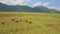 Flycam Moves above Buffalo Herd on Rice Field by Mountains