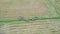 Flycam Shows Herdsman Following Buffaloes on Green Grass