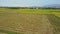 Flycam shows large rice field part against distant village