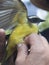 Flycatcher bird examined by scientist for identification and bird ringing