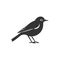 Flycatcher bird icon