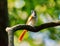 A flycatcher bird perching on the open branch in the forest. Its an female individual. Complete name is Asian Paradise Flycatcher.