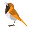 Flycatcher bird, vector illustration, flat style