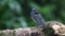 Flycatcher male blue and white color perched on a tree