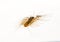 The Flycatcher. Scutigera coleoptrata. Centipede flycatcher, insect predator