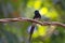 Flycatchers of Thailaand