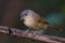 Flycatchers of Thailand