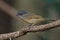 Flycatchers of Thailand