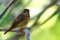 Flycatchers of Thailand