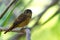 Flycatchers of Thailand