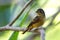 Flycatchers of Thailand