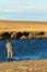 Flyfishing and guanacos