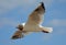 Flyin\' seagull