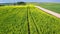 Flying above blooming rape fields in sunny day