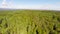 Flying above large pine forest