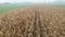 Flying above stalks of corn on a farm during an early foggy autumn morning