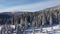 Flying above of the top of the pine trees. Winter aerial drone view of snow covered evergreen forest