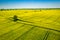 Flying above yellow rape fields, Poland from above