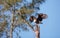 Flying Adult bald eagle Haliaeetus leucocephalus
