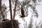 Flying Adult bald eagle Haliaeetus leucocephalus flies near his nest on Marco Island