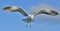 Flying Adult Kelp gull