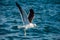 Flying Adult Kelp gull