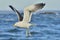 Flying Adult Kelp gull Larus dominicanus