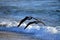 Flying African Black Oystercatchers