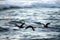 Flying African Black Oystercatchers