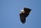 Flying African Fish Eagle