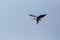 Flying African fish eagle haliaeetus vocifer landing, blue sky