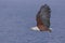 Flying African Fish Eagle over water