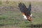 Flying African Fish Eagle taking off