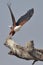 Flying African Fish Eagle taking off from dead tree