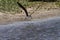 Flying African Skimmer