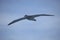 Flying Albatros Bird
