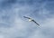 Flying albatross in the afternoon sky in New Zealand