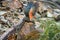 Flying alpine parrot, Kea, Nestor notabilis, protected  olive-green parrot with scarlet underwings. Bird endemic to South Island,