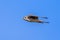 Flying American Kestrel Falco sparverius; blue sky background