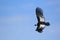 Flying andean condor