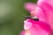 Flying ant on flower