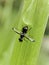 flying ants perched on a leaf green