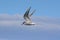 Flying Arctic Tern