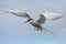 Flying arctic tern Sterna paradisae, Yokulsarlon Bay, Iceland