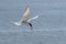 Flying arctic tern Sterna paradisaea with a fish in its beak over the blue sea, the elegant migration bird has the longest route