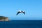 Flying Australian Pelican