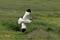 Flying avocet