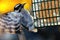 Flying baby woodpecker bird.