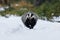 Flying badger. European badger, Meles meles, in fast run in forest during snowfall. Wild animal in winter nature. Hunting animal