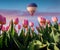 Flying on the balloon over the field of blooming pink tulip flow